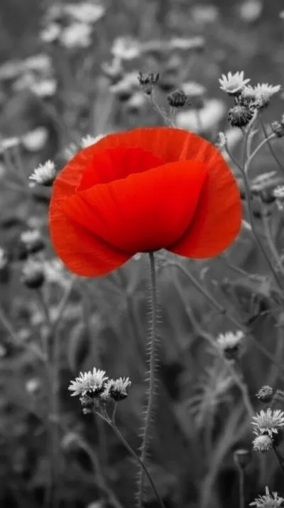 Illustration stare - Image 1