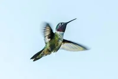 Illustration flutter - Image 2