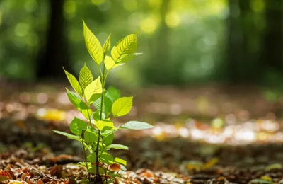 Illustration leave - Image 1