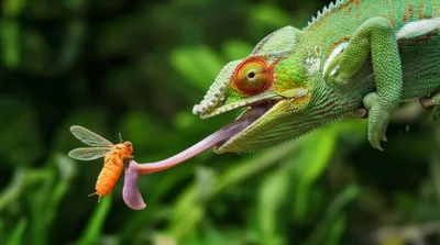 Illustration fang - Image 1