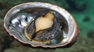 Illustration abalone - Image 1