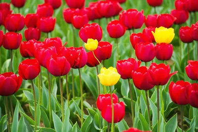 Illustration fourteen