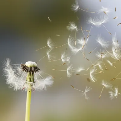 Illustration whiffle - Image 1