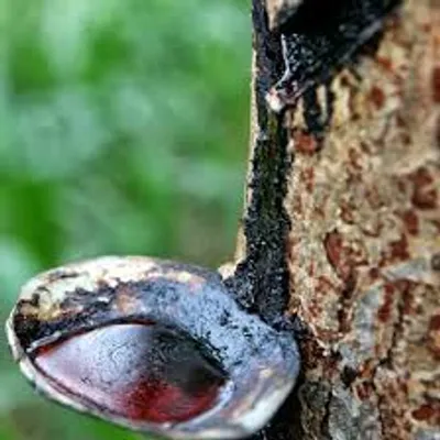 Illustration lacquer - Image 3