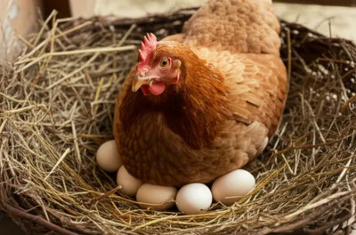 Illustration layer - Image 1