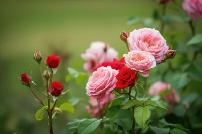 Illustration incarnations - Image 1