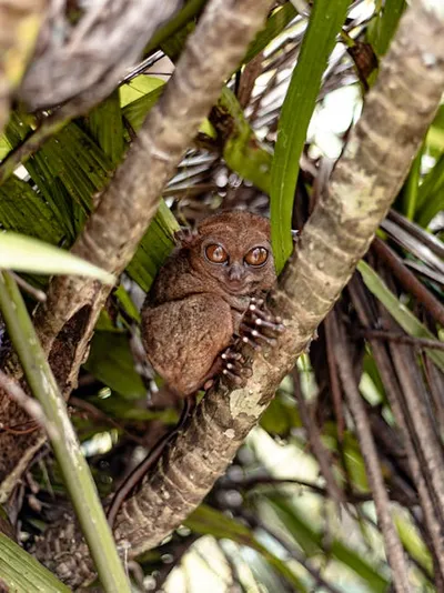 Illustration tarsier - Image 2
