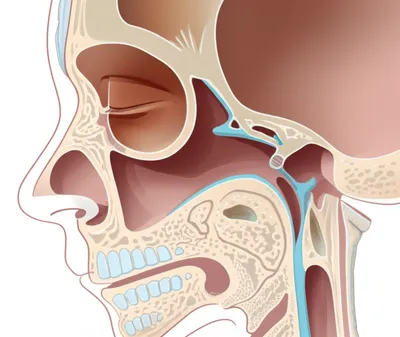 Illustration sinuses