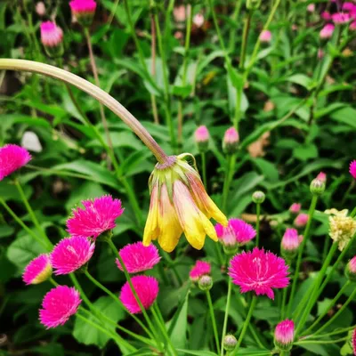 Illustration infirmity - Image 1