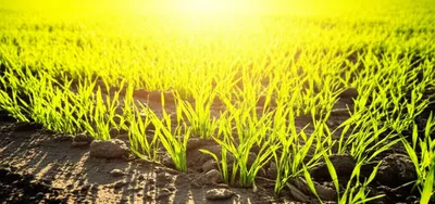 Illustration bred - Image 1