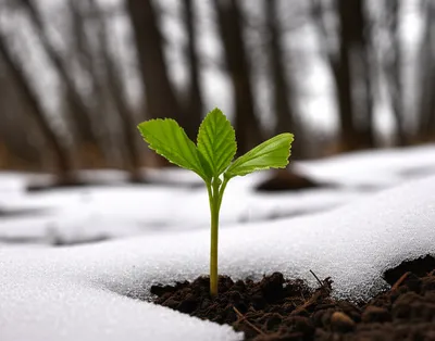 Illustration previous - Image 1