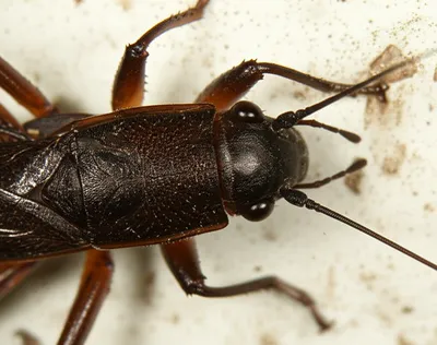 Illustration cockroaches