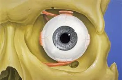 Illustration orbit - Image 2