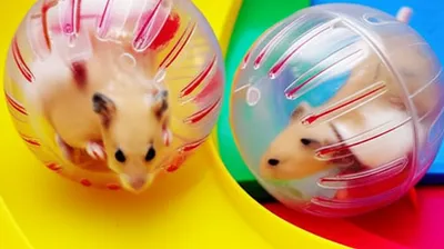 Illustration rolling - Image 1