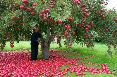 Illustration gives - Image 1