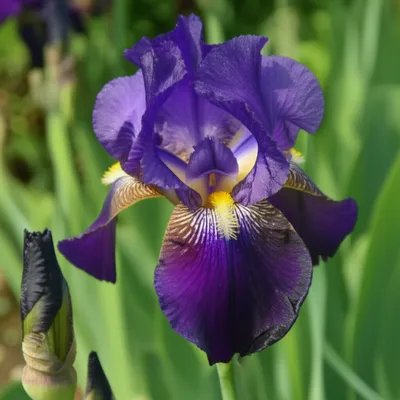 Illustration iris - Image 1