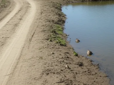 Illustration frogs - Image 1