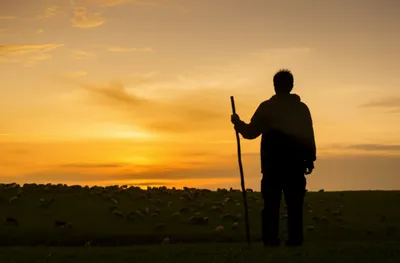 Illustration herders - Image 1