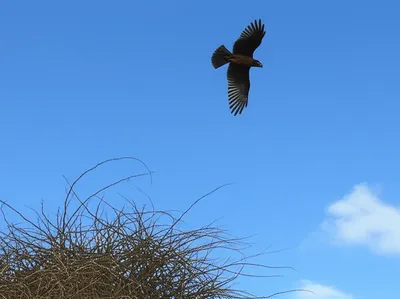 Illustration cleared - Image 1