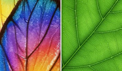 Illustration epidermis - Image 1