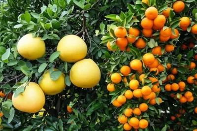 Illustration grapefruit