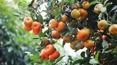 Illustration tangerine - Image 2