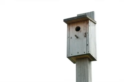 Illustration nail - Image 1