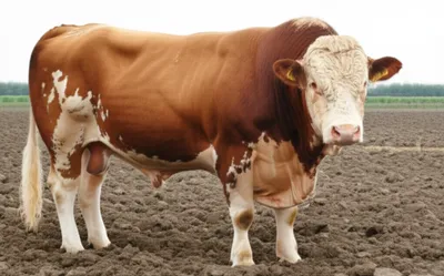 Illustration oxen - Image 1