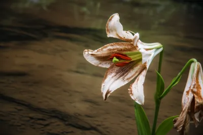 Illustration impurities - Image 1