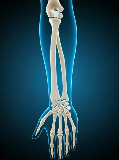 Illustration wrist - Image 1