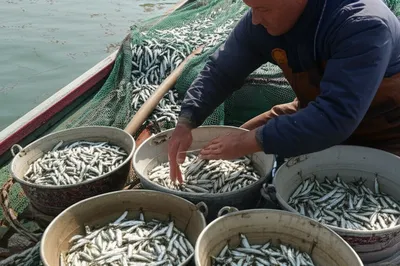 Illustration tosses - Image 1