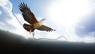 Illustration vindicated - Image 1