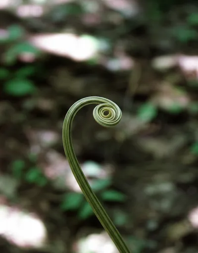 Illustration twisting - Image 1