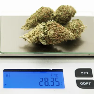 Illustration zip - Image 1