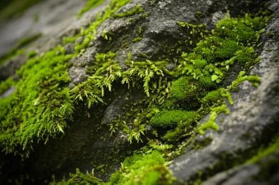 Illustration moss - Image 1