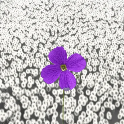 Illustration uncommon - Image 1