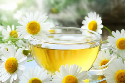 Illustration camomile - Image 1