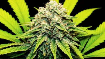 Illustration skunk - Image 1