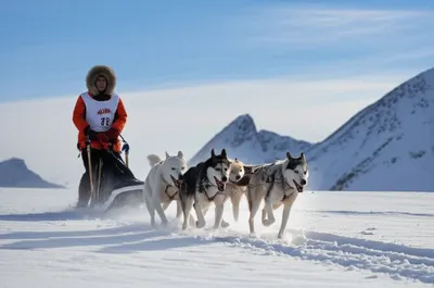 Illustration musher - Image 1