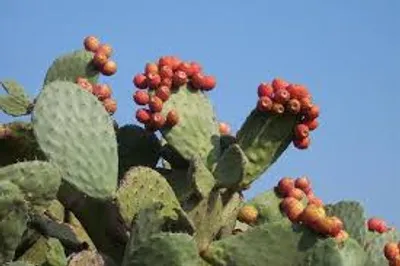 Illustration tuna - Image 2