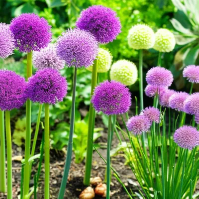 Illustration alliums - Image 2