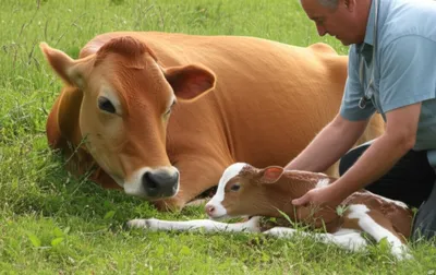 Illustration calve - Image 1