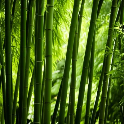 Illustration swished - Image 1