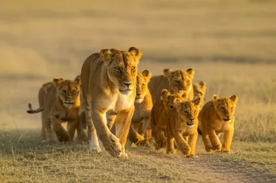 Illustration leaders - Image 1