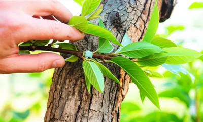 Illustration restores - Image 1