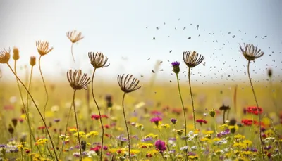 Illustration spreads