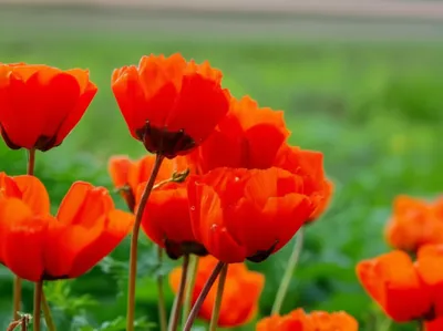 Illustration poppies