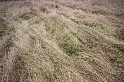 Illustration tore - Image 1