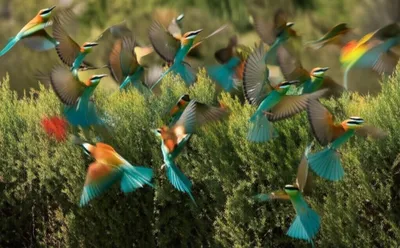 Illustration flushes - Image 1