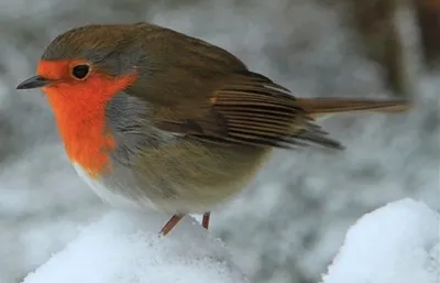 Illustration robin - Image 2